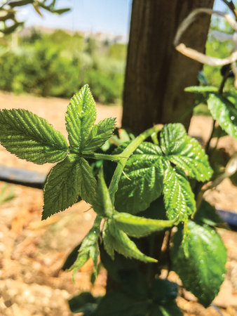 leaf background unit isolate