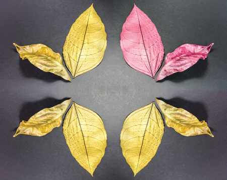 leaf background unit isolateの写真素材