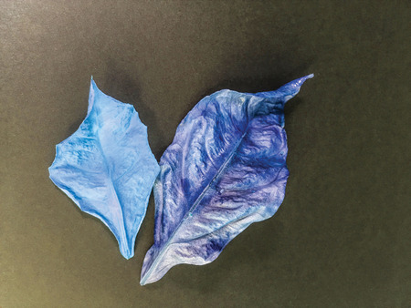 leaf background unit isolateの写真素材