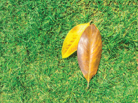 leaf background unit isolate