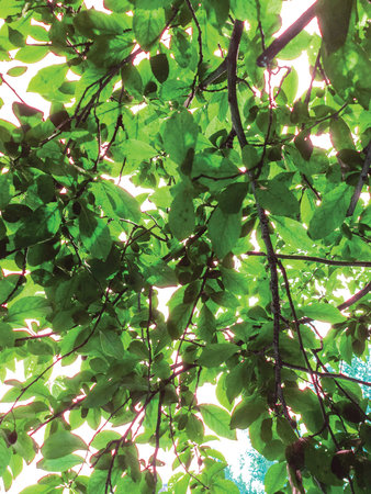 leaf background unit isolate