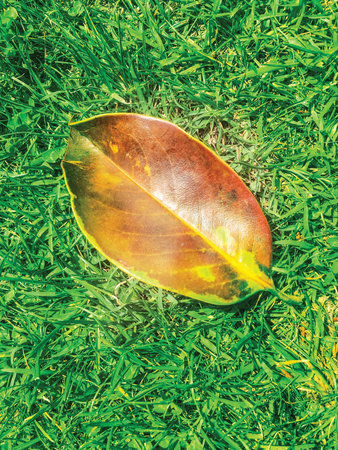 leaf background unit isolate