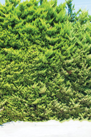 green wall, plant background unit isolate