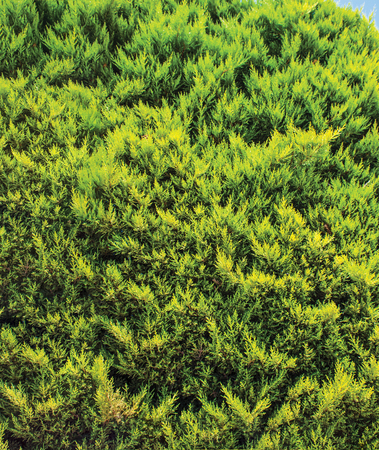 green wall, plant background unit isolateの写真素材