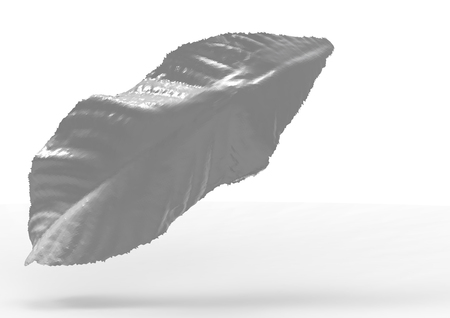 leaf 3D isolate backgroundの写真素材