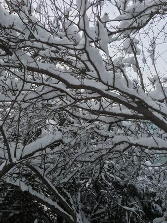 outdoors snow isolate backgroundの写真素材