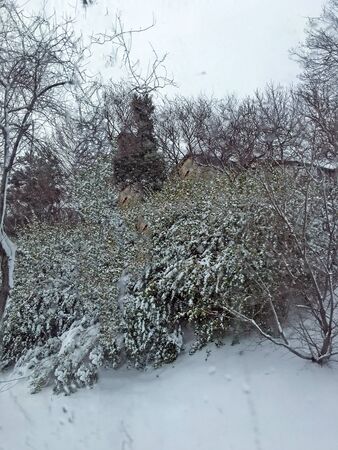 outdoors snow isolate backgroundの写真素材