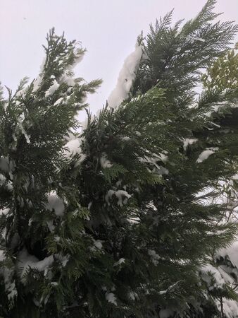 outdoors snow isolate backgroundの写真素材