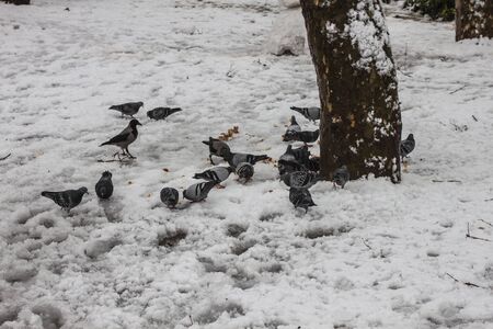 outdoors snow isolate backgroundの写真素材