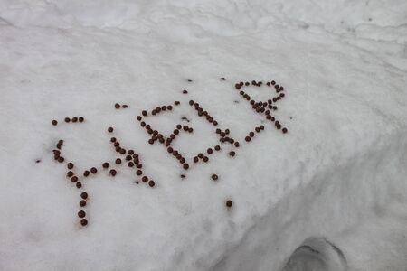 outdoors snow isolate backgroundの写真素材