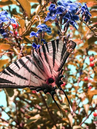 flower on butterfly isolate backgroundの写真素材