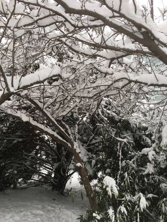 outdoors snow isolate backgroundの写真素材