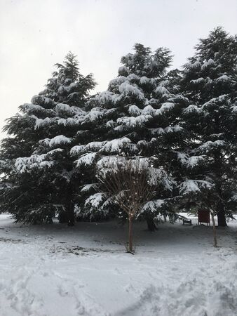 outdoors snow isolate backgroundの写真素材