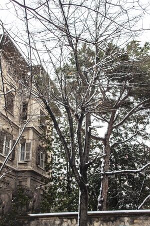 outdoors snow isolate backgroundの写真素材