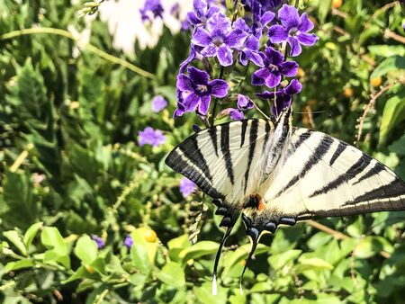 flower on butterfly isolate backgroundの写真素材