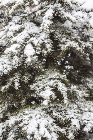 outdoors snow isolate backgroundの写真素材