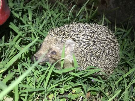 hedgehog isolate background in the grassの写真素材