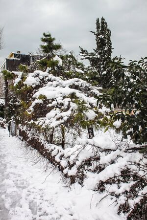 outdoors snow isolate backgroundの写真素材