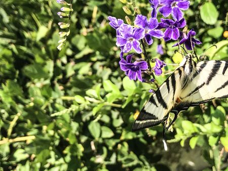 flower on butterfly isolate backgroundの写真素材