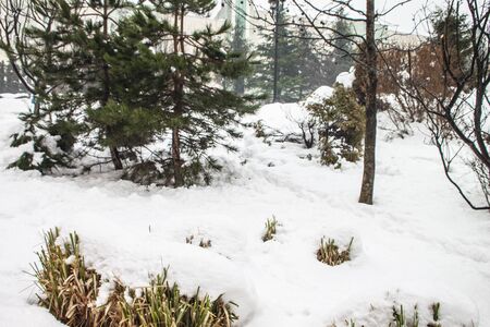 outdoors snow isolate backgroundの写真素材