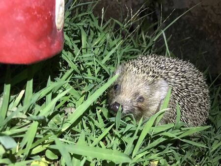 hedgehog isolate background in the grassの写真素材