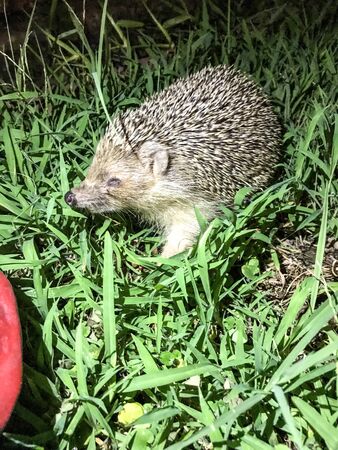hedgehog isolate background in the grassの写真素材