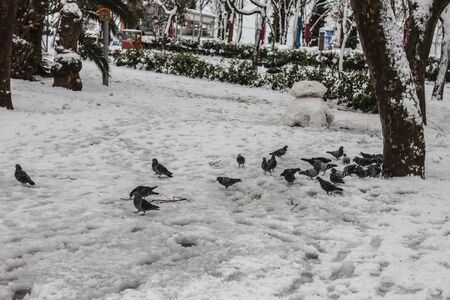 outdoors snow isolate backgroundの写真素材