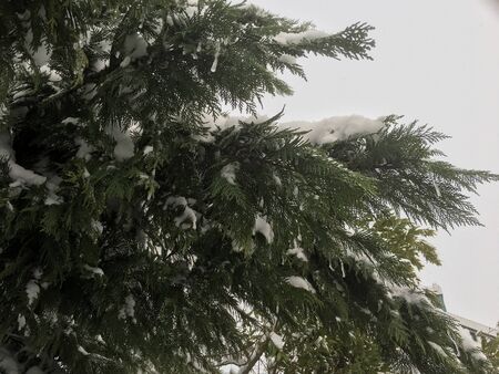 outdoors snow isolate backgroundの写真素材