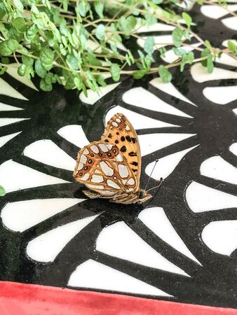 flower on butterfly isolate backgroundの写真素材
