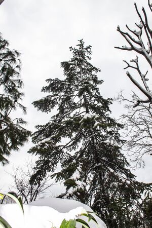 outdoors snow isolate backgroundの写真素材