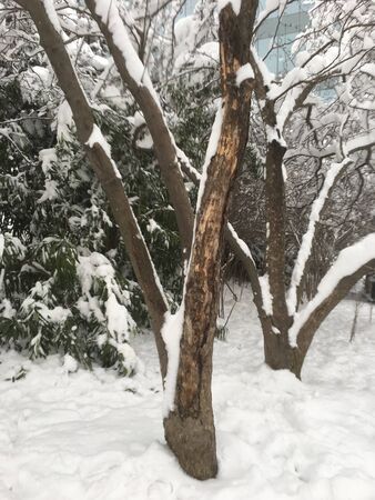 outdoors snow isolate backgroundの写真素材