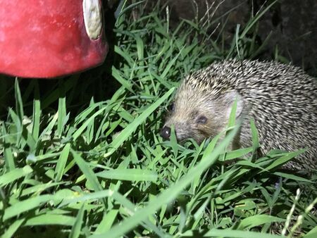 hedgehog isolate background in the grassの写真素材