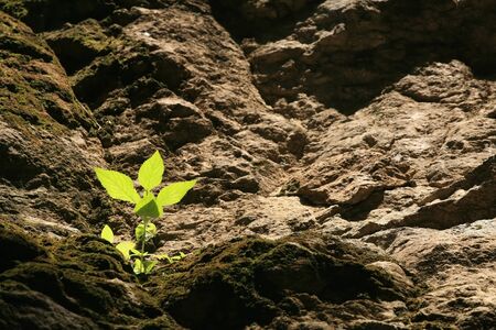 Small plant is shined on the hill layerの写真素材