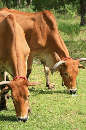 Two cows eating grass at the meadowの写真素材