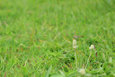 Dragonfly on the Grass flower