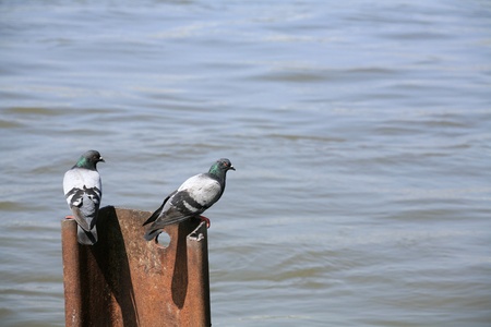 Background: Pigeons stand on rusty steel near the river ->の写真素材