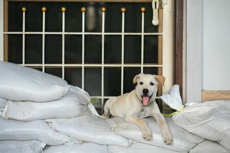 Adorable brown puppy sits on the sandbagの写真素材