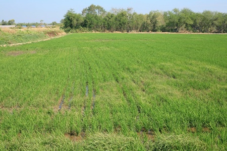 Agriculture background: green paddy rice farm in the fieldの写真素材