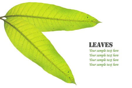 Textured background: isolated green mango leaf on white background with space for textの写真素材