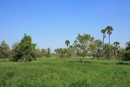 Rural background: natural meadow environmentの写真素材