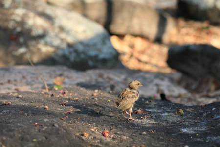 Animal background: single little chick walking on the rock