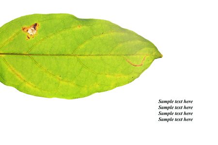 Detailed texture: stained green leaf isolated on white backgroundの写真素材