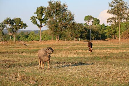 Agriculture background: buffalo and cow standing on the fieldの写真素材