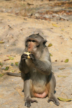 Animal background: Macaque monkey eating corn on the groundの写真素材