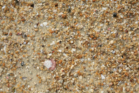 Textured background  detailed colorful sea rocks, shells, and sand 