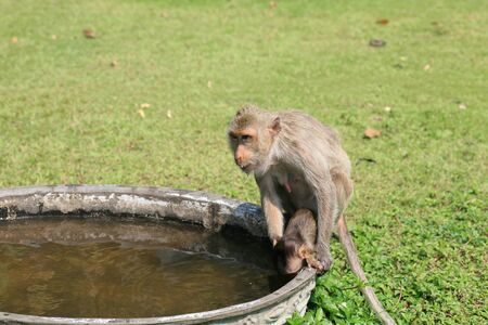 Macaque monkey  mother holding baby to drink water on the basin の写真素材
