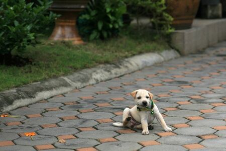 Animal background  little white puppy scratching itself by legの写真素材