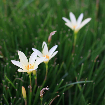 Closeup white rain lily at the gardenの写真素材