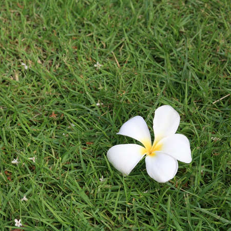 Plumeria, tropical white flower on grassの写真素材