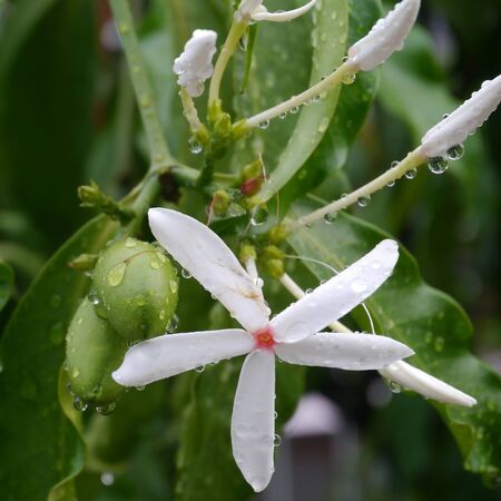 Green olive flowers and fruits covered by dew on the treeの写真素材